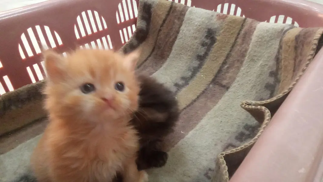 PERSIAN KITTENS FOR SALE — photo 6
