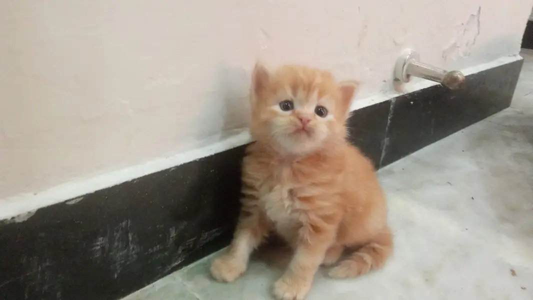 PERSIAN KITTENS FOR SALE — photo 7