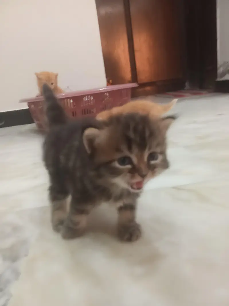 PERSIAN KITTENS FOR SALE — photo 8