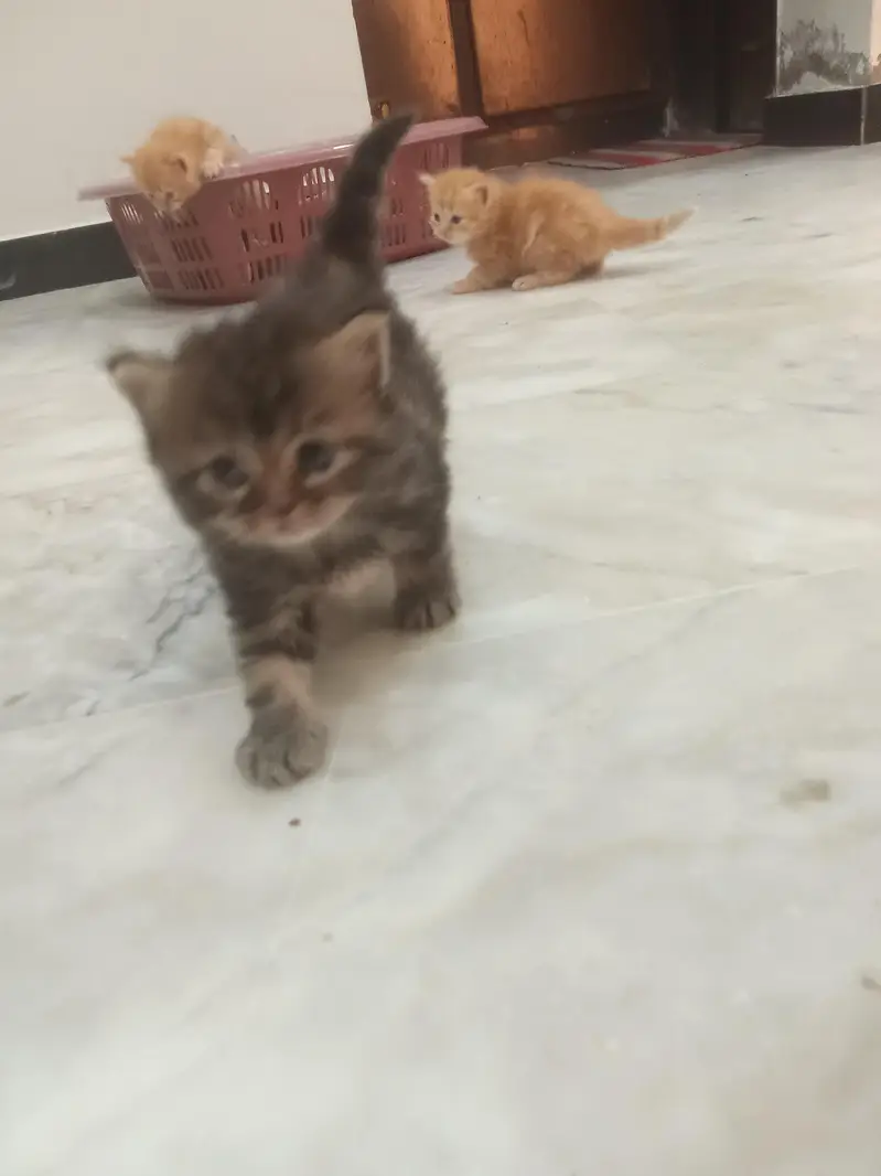 PERSIAN KITTENS FOR SALE — photo 9