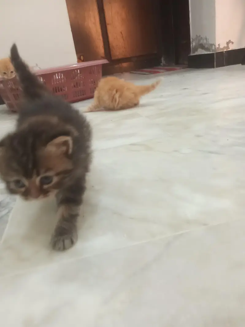 PERSIAN KITTENS FOR SALE — photo 10
