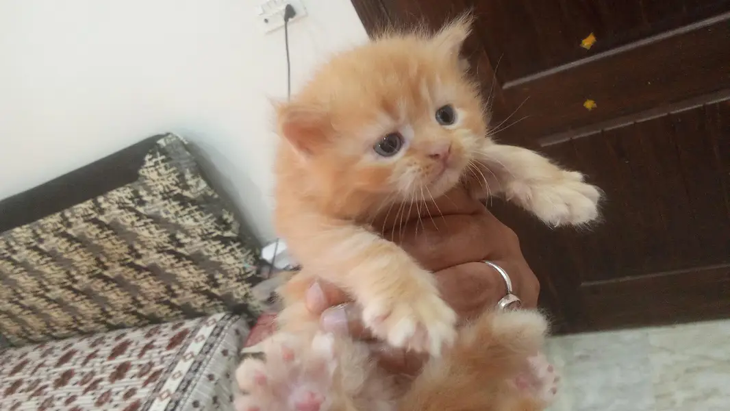 PERSIAN KITTENS FOR SALE — photo 11