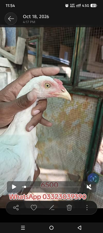 Pure Mushka Aseel Lasani Bloodline Pathay High Quality Aseel chicks