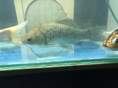 Koi and goldfish for sale