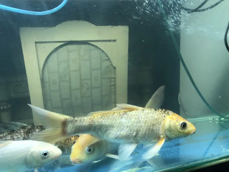 Koi and goldfish for sale — photo 3