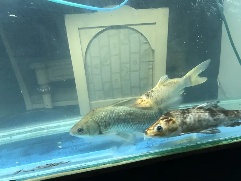 Koi and goldfish for sale — photo 4