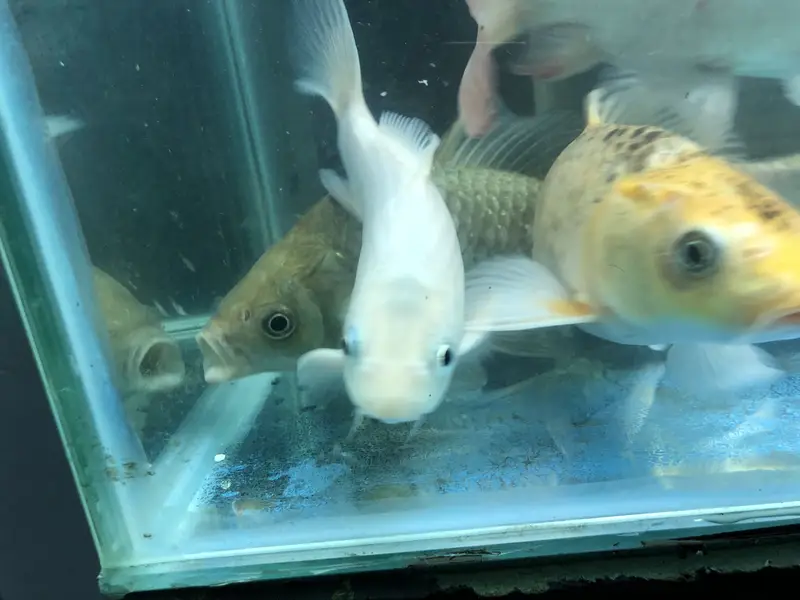 Koi and goldfish for sale — photo 5