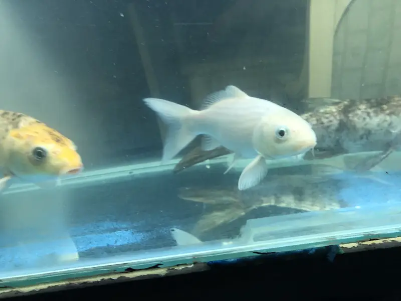 Koi and goldfish for sale — photo 6