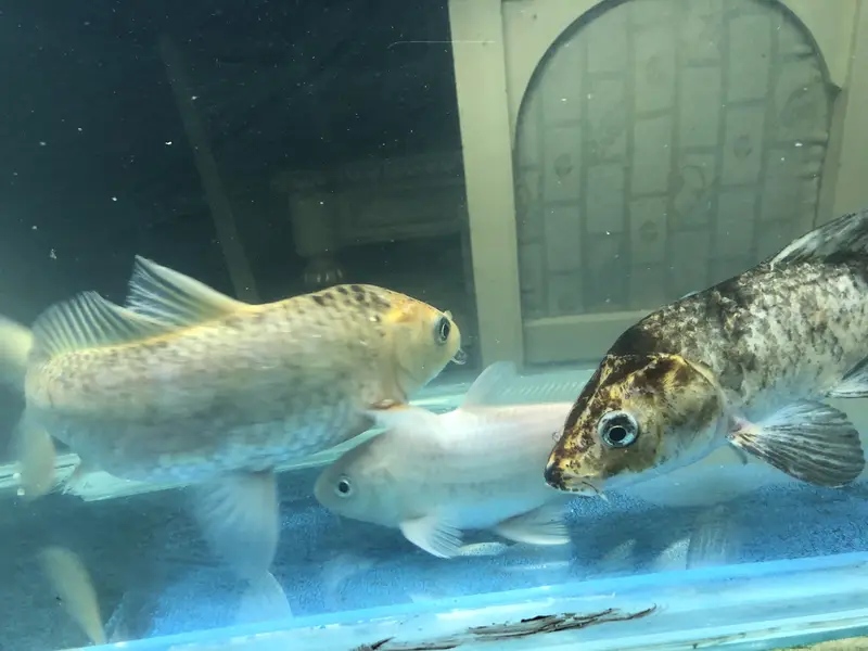 Koi and goldfish for sale — photo 7