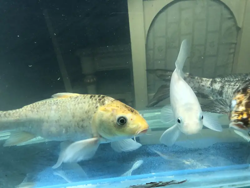 Koi and goldfish for sale — photo 8