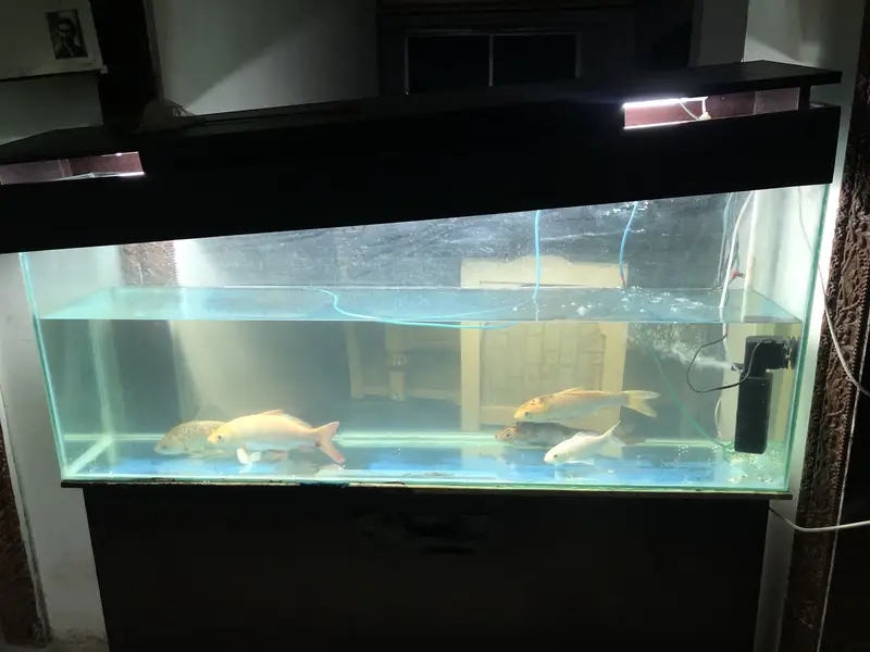 Koi and goldfish for sale — photo 9