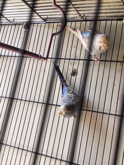 budgies ready to breed pair
