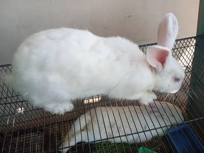 New Zealand Rabbit age-1 Year weight- 3KG approx