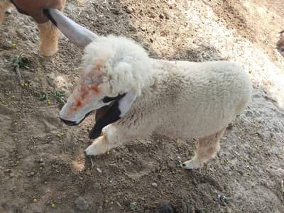 Kajla Mundra Chatra Dumba 30KG Healthy - Rangpur