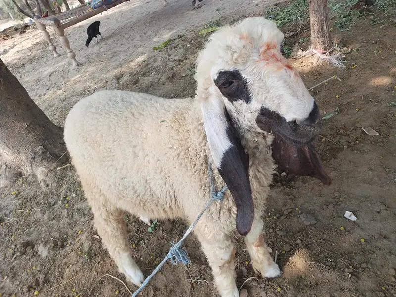 Kajla Mundra Chatra Dumba 30KG Healthy - Rangpur — photo 2