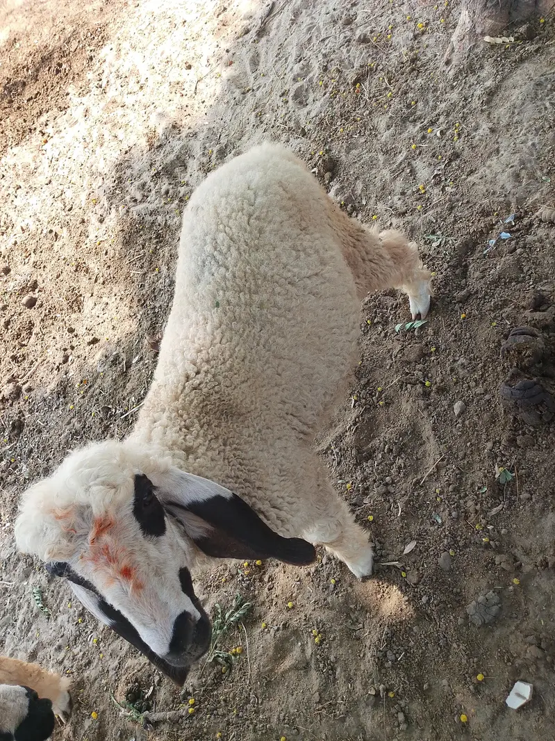 Kajla Mundra Chatra Dumba 30KG Healthy - Rangpur — photo 3