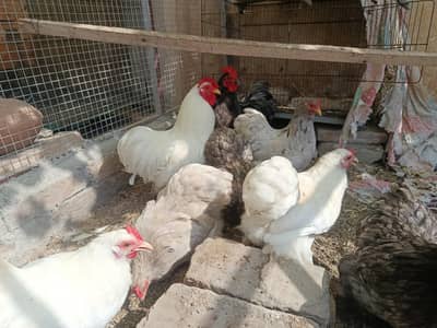 Bantam Fresh and fertile Eggs