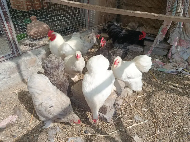 Bantam Fresh and fertile Eggs — photo 2