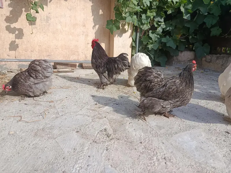 Bantam Fresh and fertile Eggs — photo 3