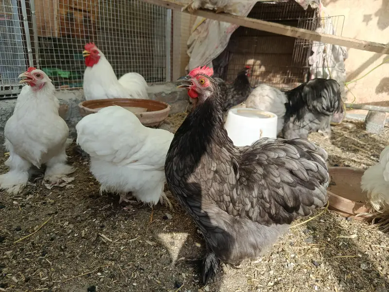 Bantam Fresh and fertile Eggs — photo 4