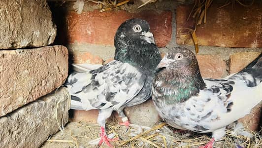 pigeon for sale high flyer