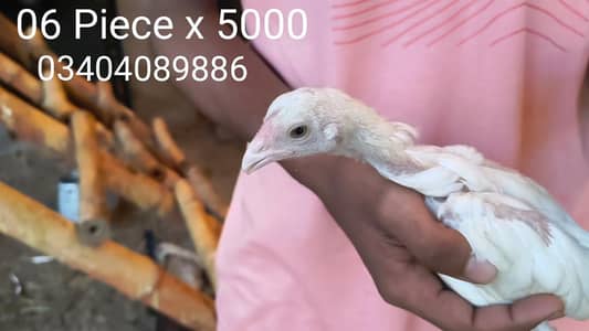 Aseel For Sale