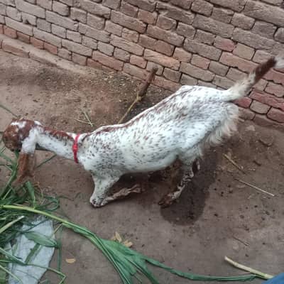 urgant sale mob 03137598680