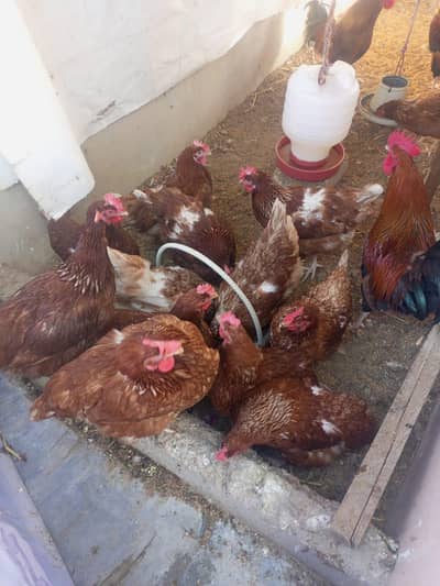 lohman brown hens