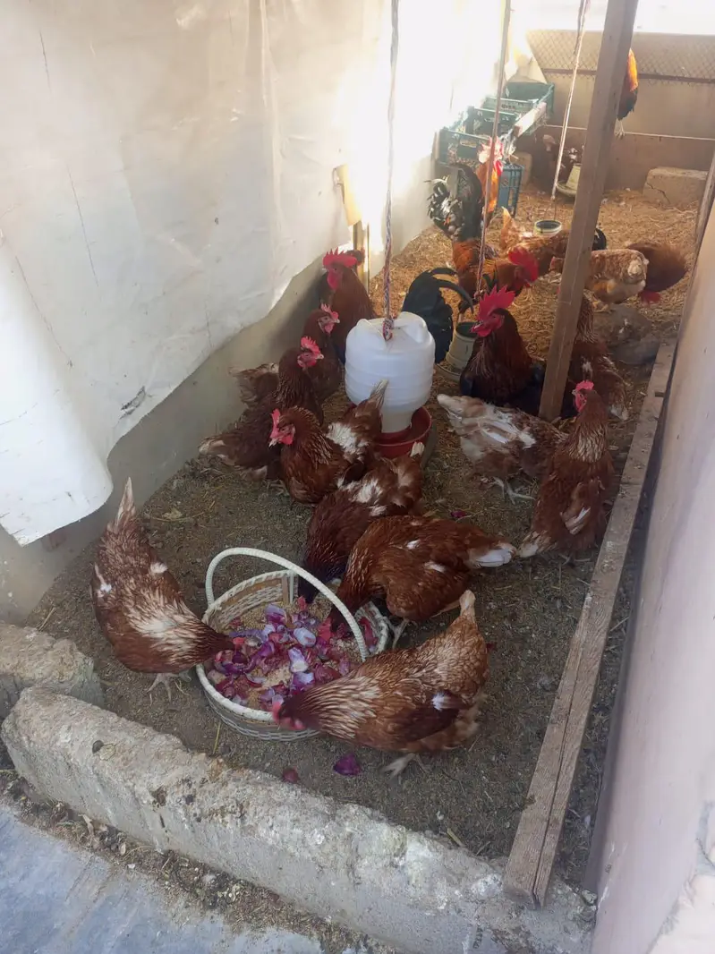 lohman brown hens — photo 2