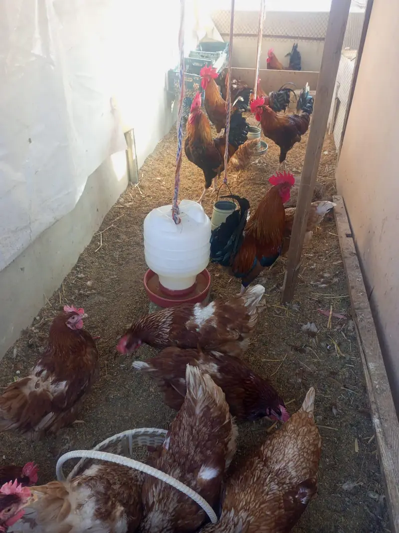 lohman brown hens — photo 3