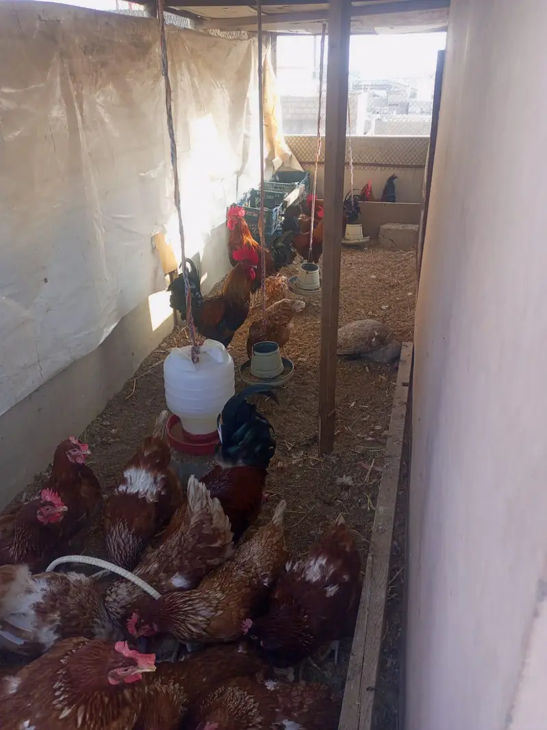 lohman brown hens — photo 4