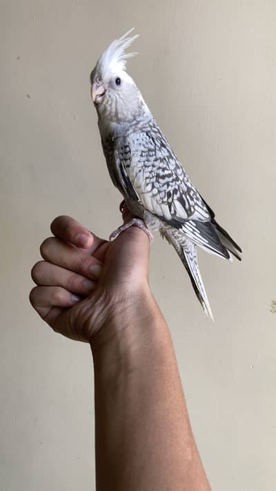 tame eno pearl cocktail