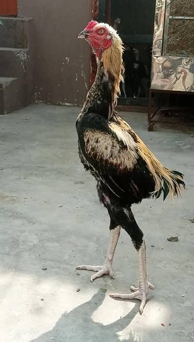 Thai vs Pakistani Cross.