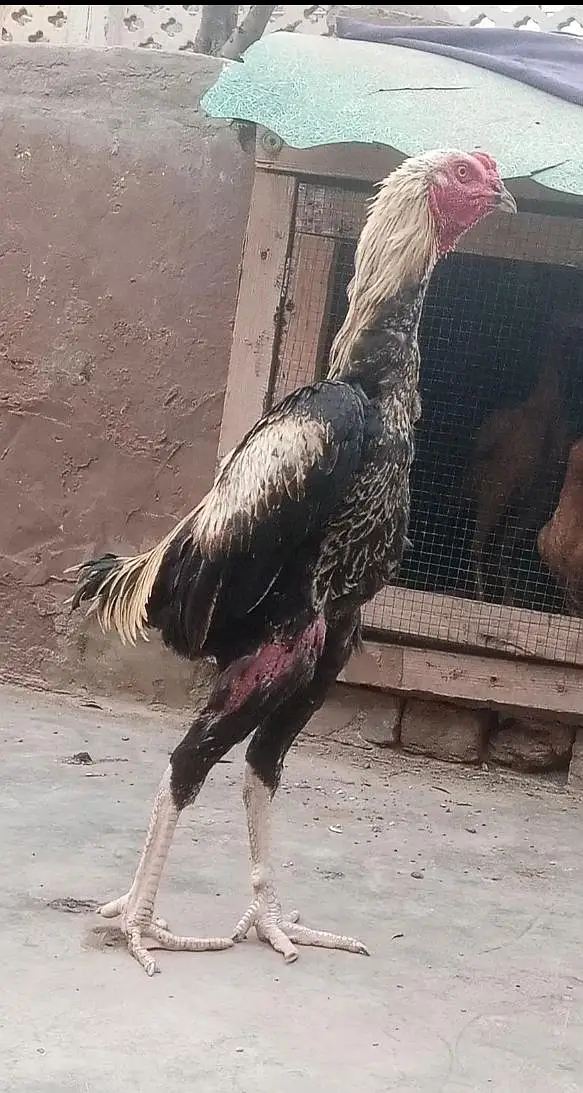 Thai vs Pakistani Cross. — photo 2