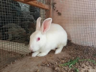 Rabbits for sale