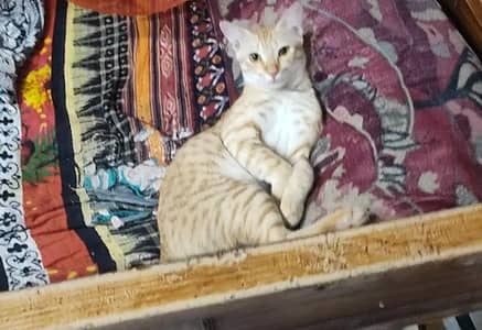Ye Mare Cat ha 10 month ha Jis Ne Adopt Karne Ha Wo Rabta Kare