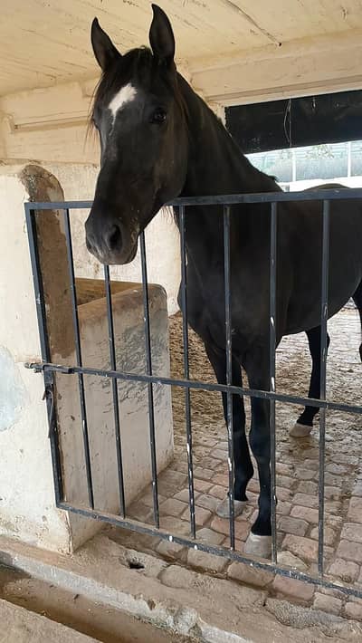 Ghory | nezabaz trained horses | MIX breed | desi breed | desi mushka