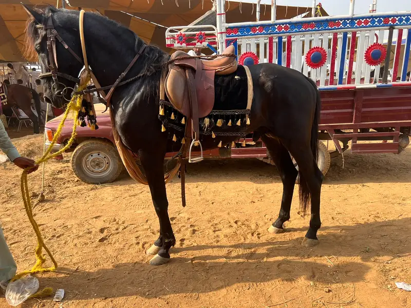 Ghory | nezabaz trained horses | MIX breed horses | ghora | male horse — photo 2
