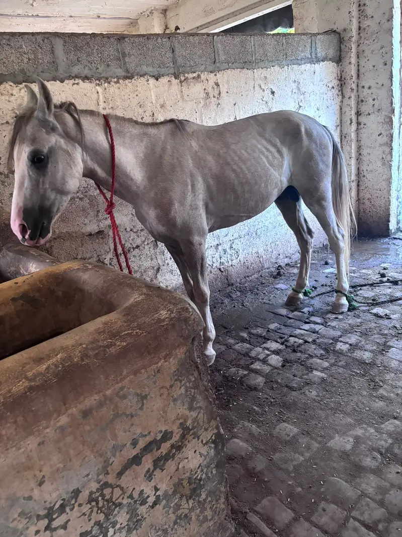 Ghory | nezabaz trained horses | MIX breed horses | ghora | male horse — photo 3
