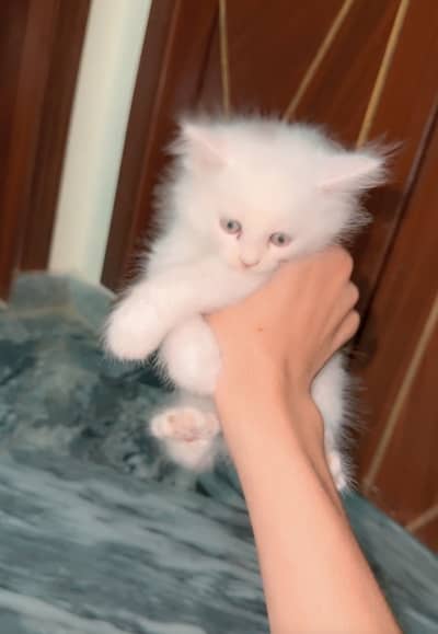 Persian cat  baby 1 ya 2 month ka ha vaccinated no