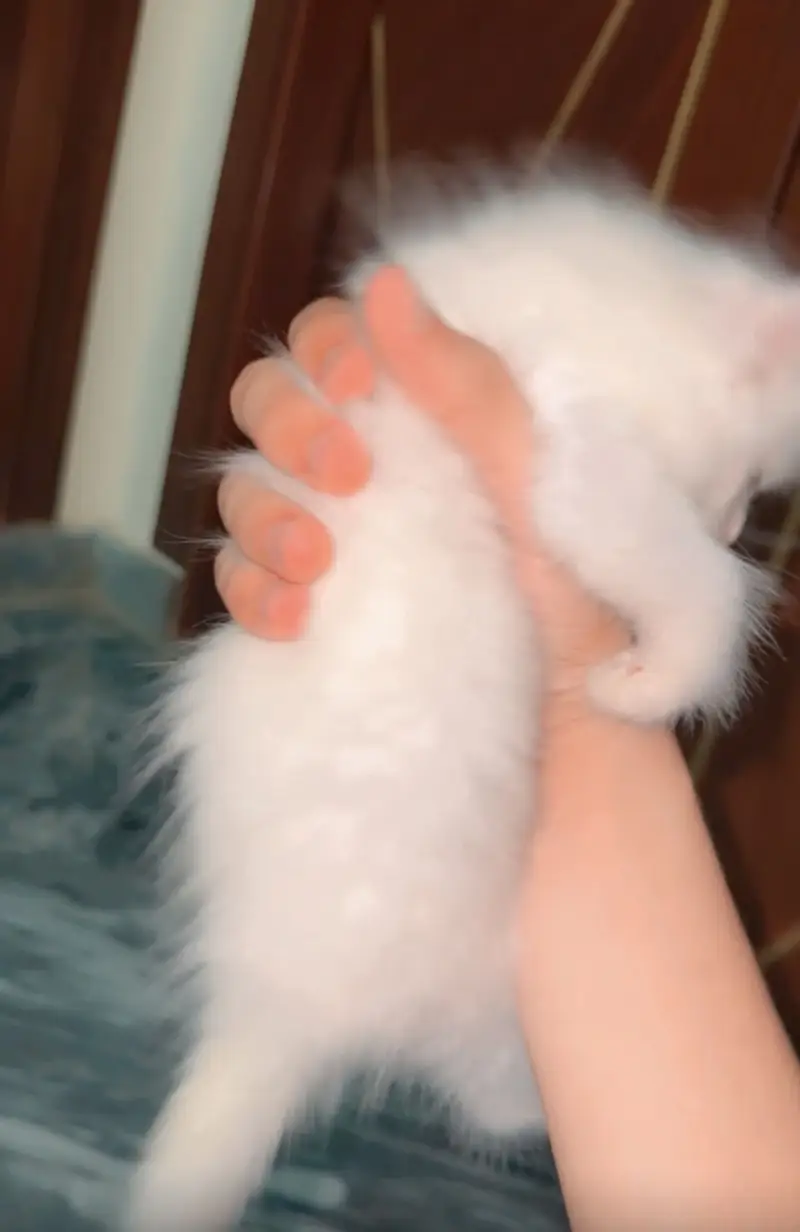 Persian cat  baby 1 ya 2 month ka ha vaccinated no — photo 2