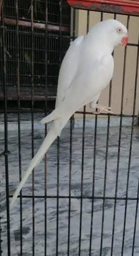 white ringneck breeder female