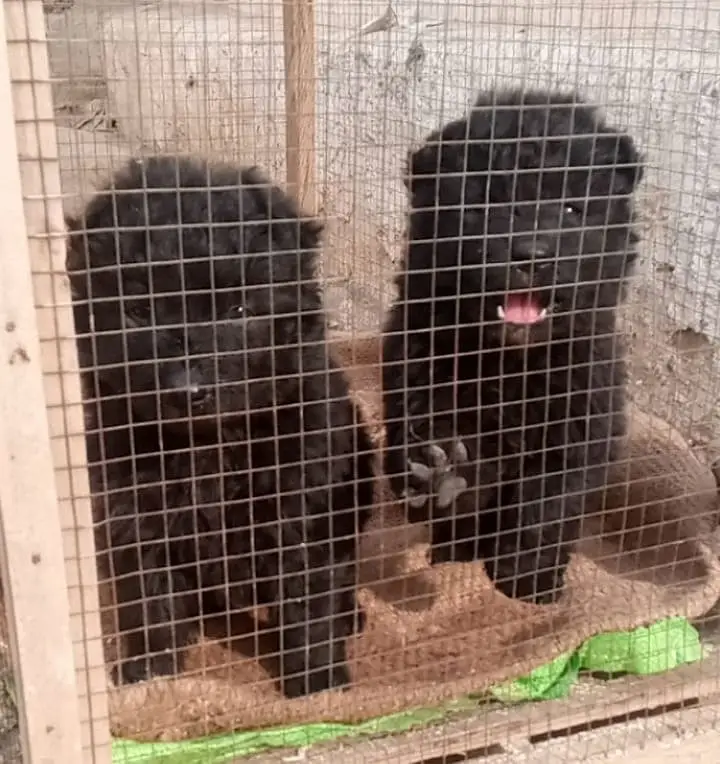 Black German Shepherd Pair | GSD | German Shepherd long coat pupy