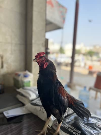 Aseel mianwali
