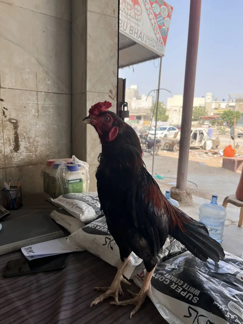 Aseel mianwali — photo 2