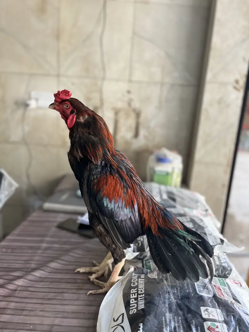 Aseel mianwali — photo 3