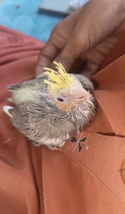 Red Eye Cocktail Chick For Tame Beautiful Colour
