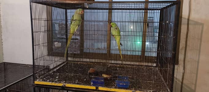 1½ 1½  2 Feet   3 Cages 2½ 2½  4  Feet  3 Cages