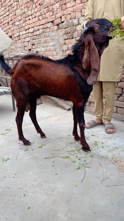 Beetle bakra