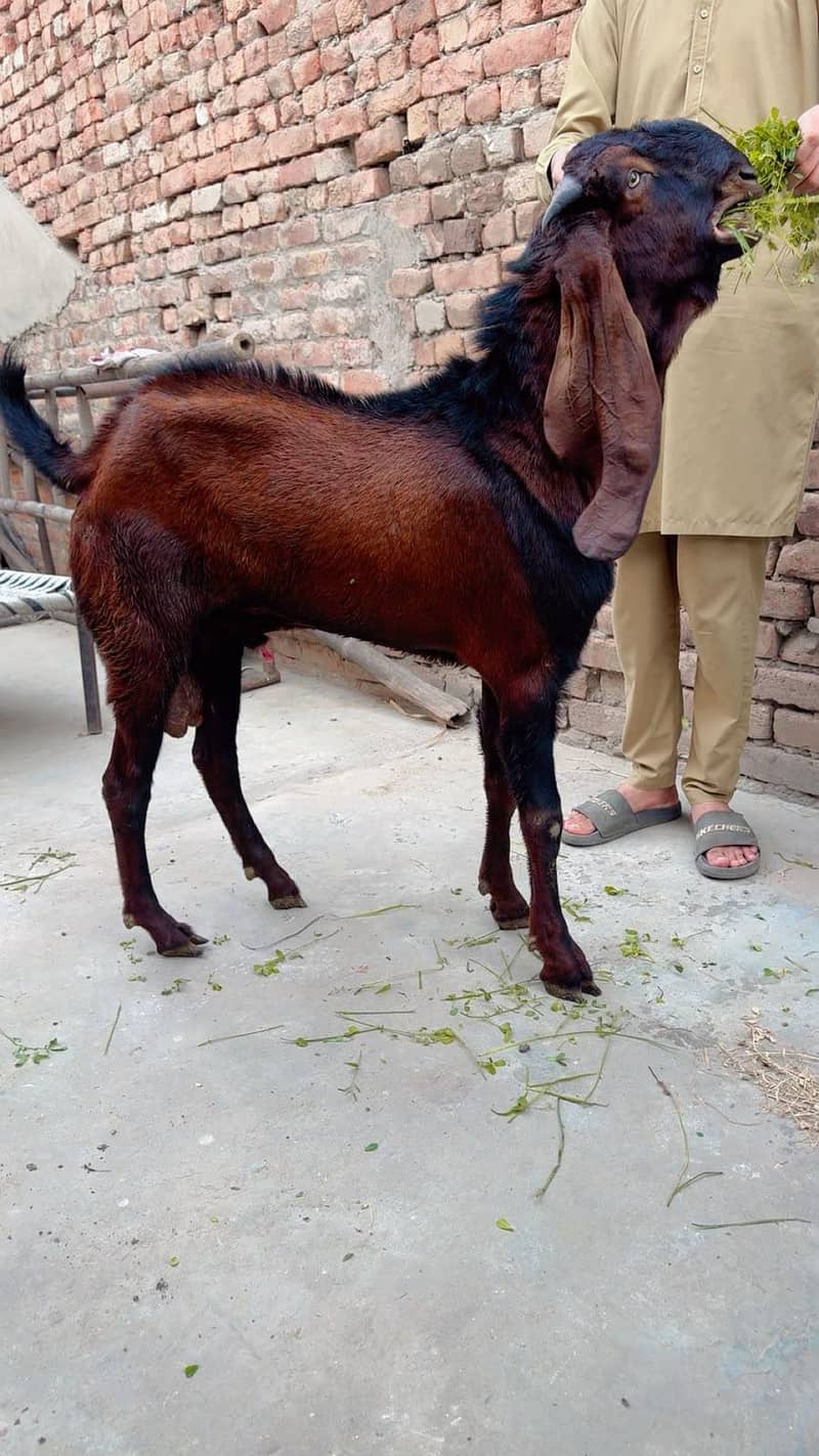 Beetle bakra 0